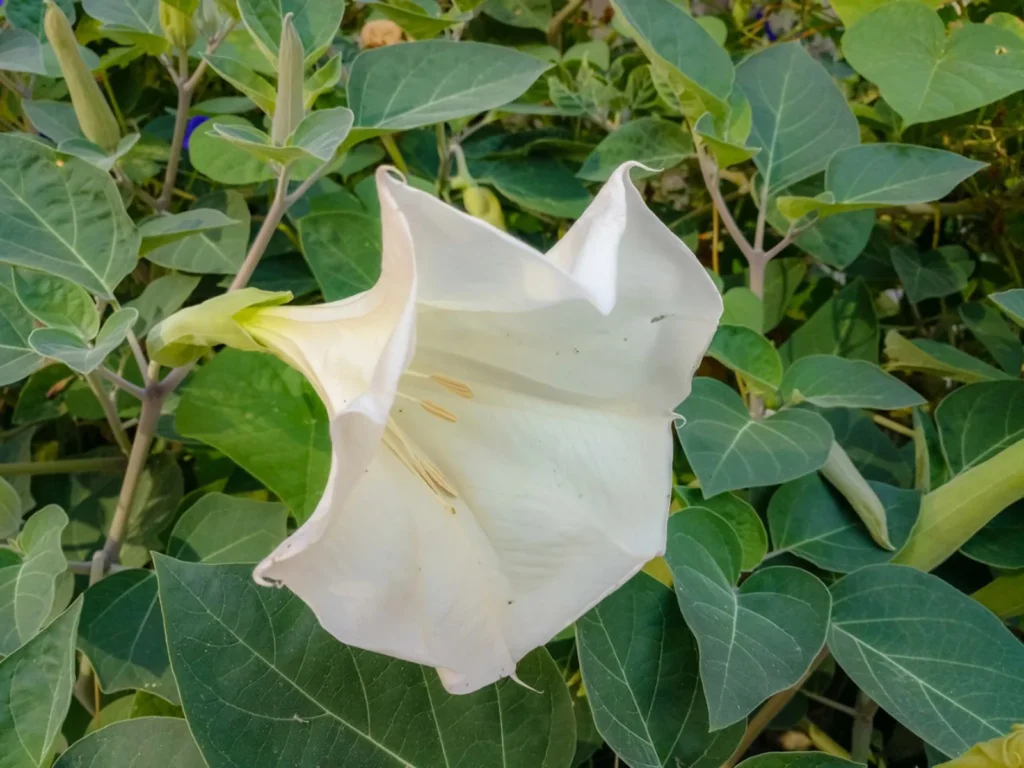 datura-trumpet-flower