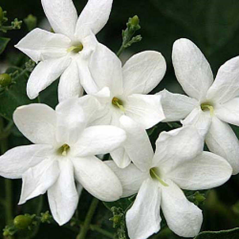 plants-guru-annual-flowering-plants-jai-800x800
