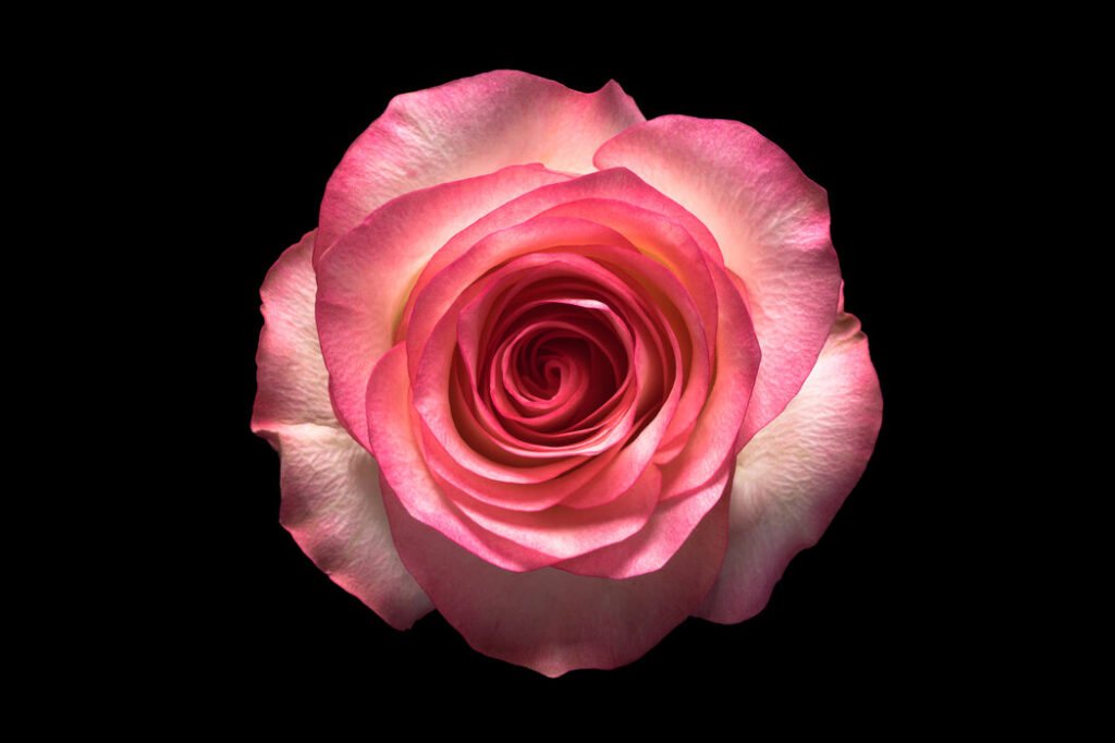 rose-flower