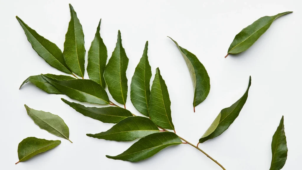 Curry Leaves