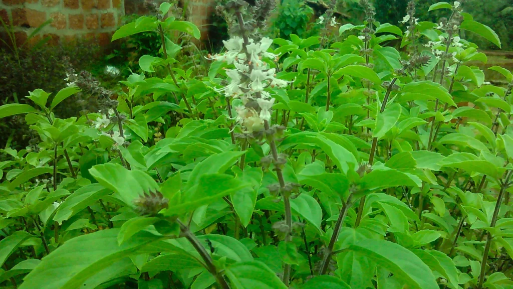 rama_tulsi