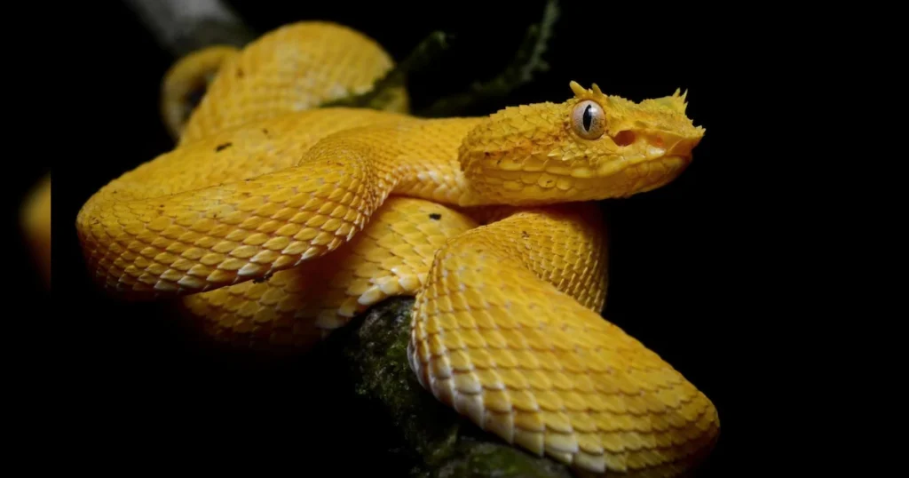 eb2u3c78_golden-lancehead_625x300_14_February_25